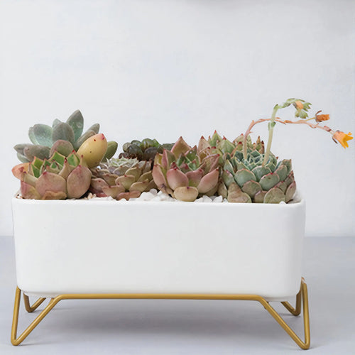 Succulent Planter-Supported