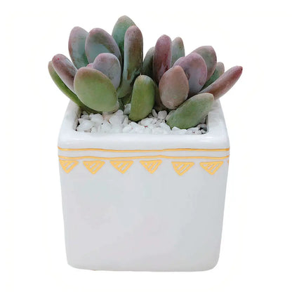 Rhapsody Planters Set of 2