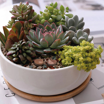 Succulent Planter - Round