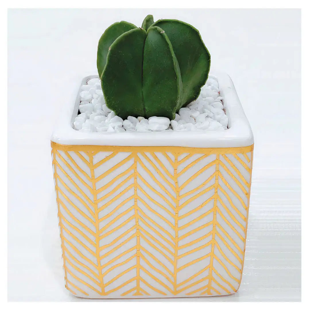 Rhapsody Planters Set of 2