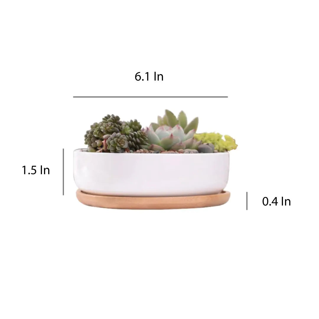 Succulent Planter - Round